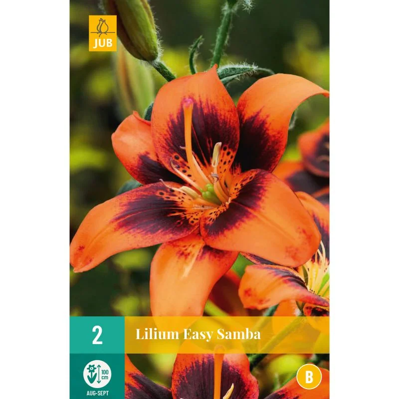 Lilium easy samba