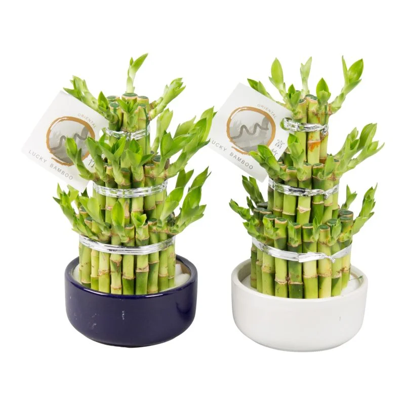 Bambus, Lucky Bamboo Tower, 3 nivele, H 20 cm,  ghiveci 12 cm