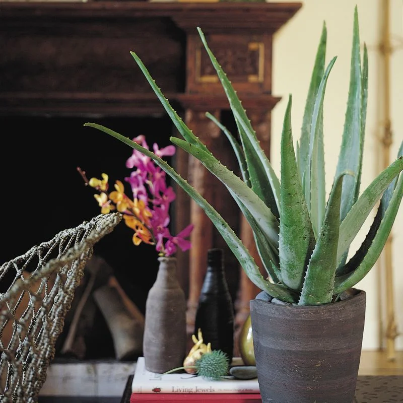 Planta verde Aloe vera, H 31 - 45 cm,  ghiveci 12 cm