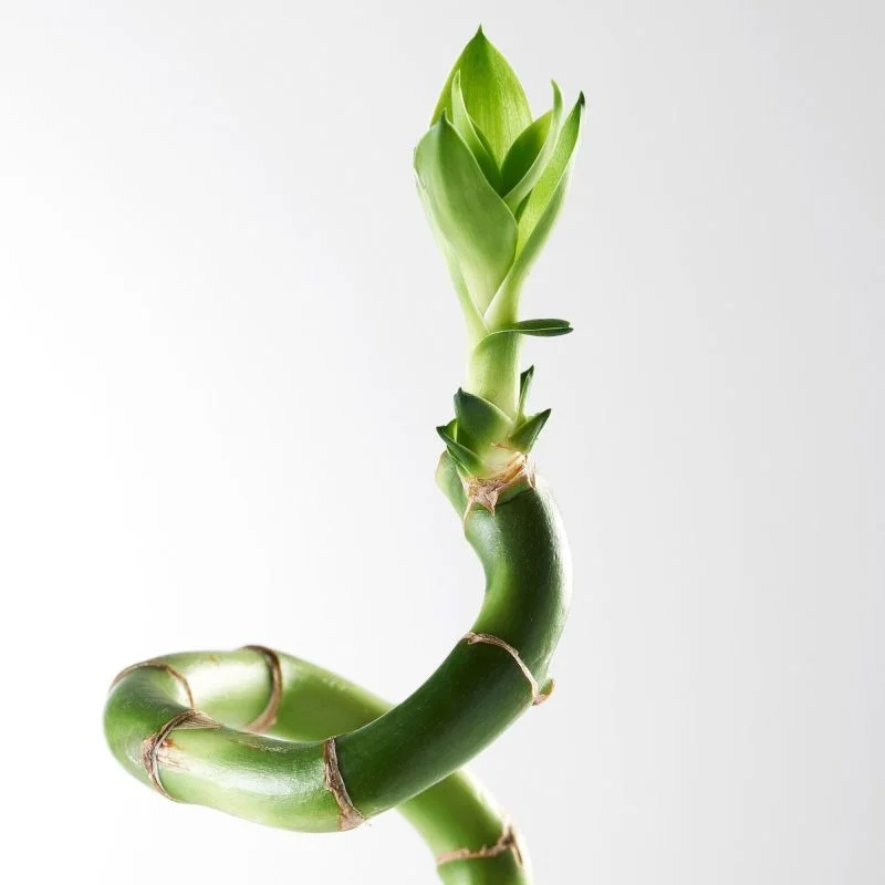 Bambus spirala, Lucky Bamboo Spiral, H 30 cm