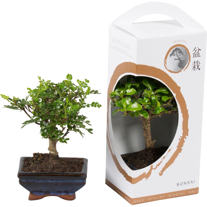 Planta verde Bonsai, in cutie cadou, H 31 - 45 cm, Ø ghiveci 12 cm