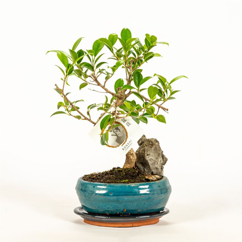 Planta verde Bonsai Rock mix, H 31 - 45 cm, Ø ghiveci 16 cm