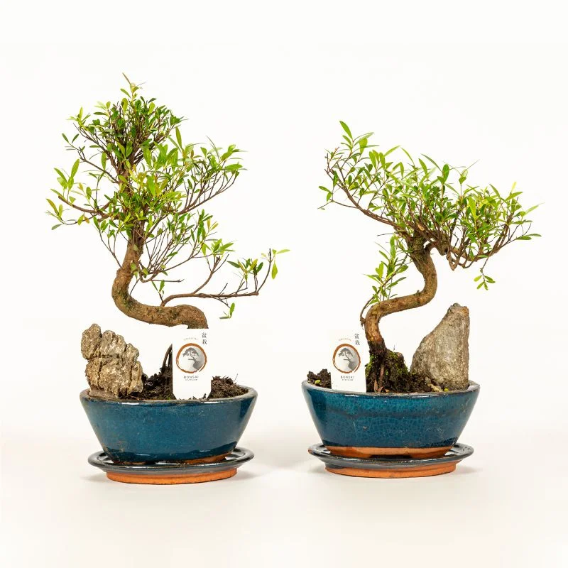 Planta verde Bonsai Rock mix, H 31 - 45 cm,  ghiveci 16 cm