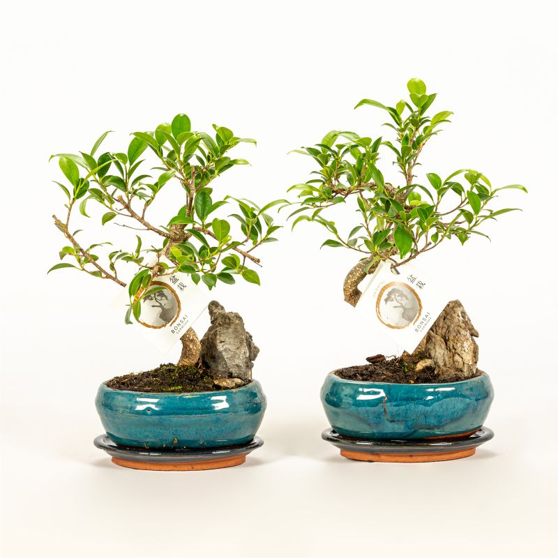 Planta verde Bonsai Rock mix, H 31 - 45 cm, Ø ghiveci 16 cm