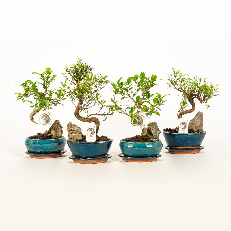Planta verde Bonsai Rock mix, H 31 - 45 cm, Ø ghiveci 16 cm