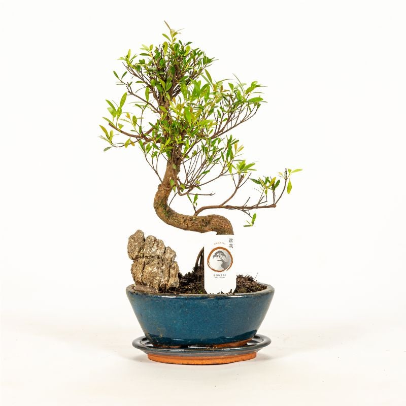 Planta verde Bonsai Rock mix, H 31 - 45 cm, Ø ghiveci 16 cm
