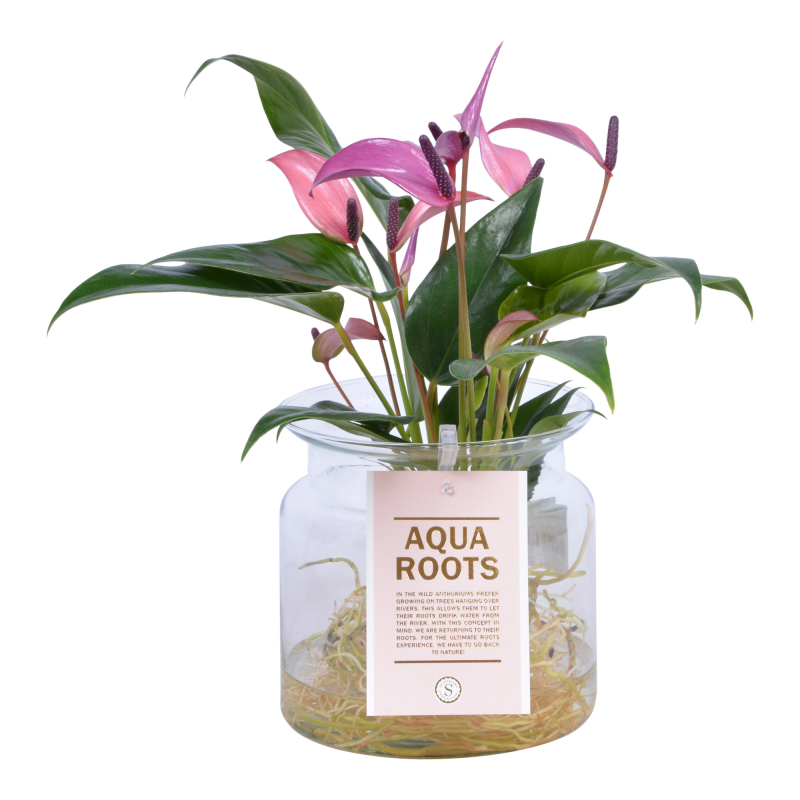 Planta cu flori Aquarooting Anthurium, H 31 - 45 cm,  ghiveci 12 cm,  diverse culori