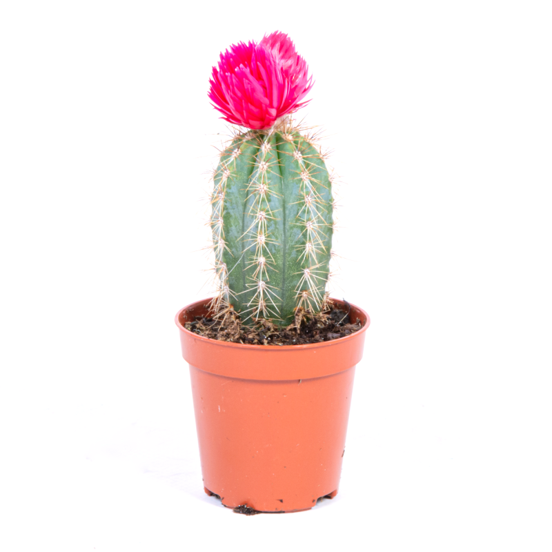 Planta verde, cactus Opuntia Subulata, cu flori de paie, H <15 cm,   ghiveci 5.5 cm,
