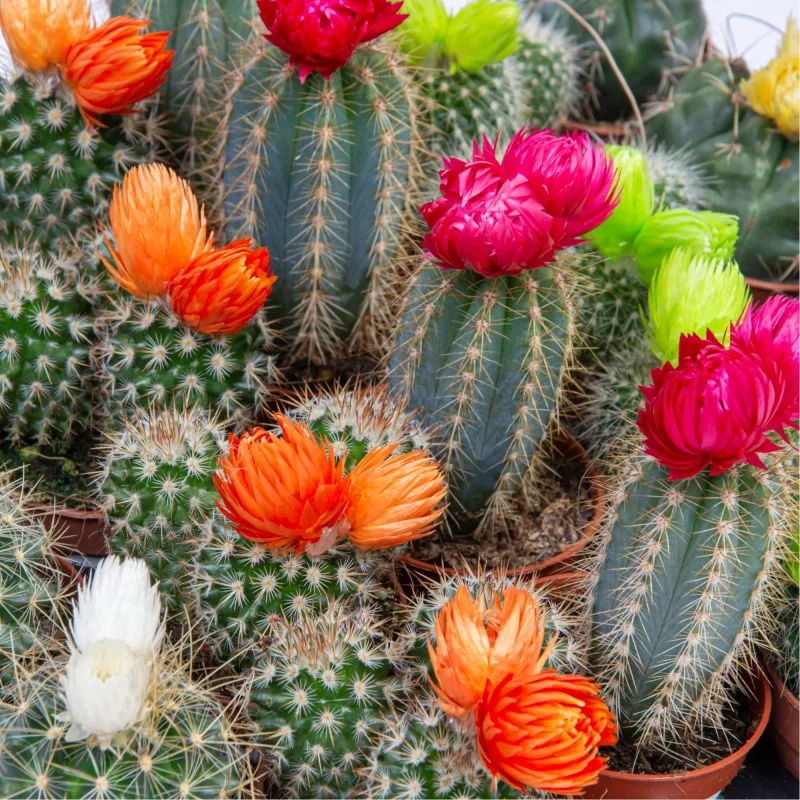 Planta verde, cactus Opuntia Subulata, cu flori de paie, H <15 cm,   ghiveci 5.5 cm,