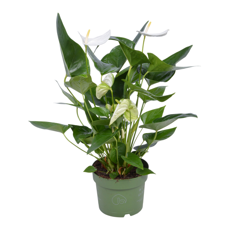anthurium kunayalense Anthurium forgetii 'Cup Leafs' x Anthurium kunayalense