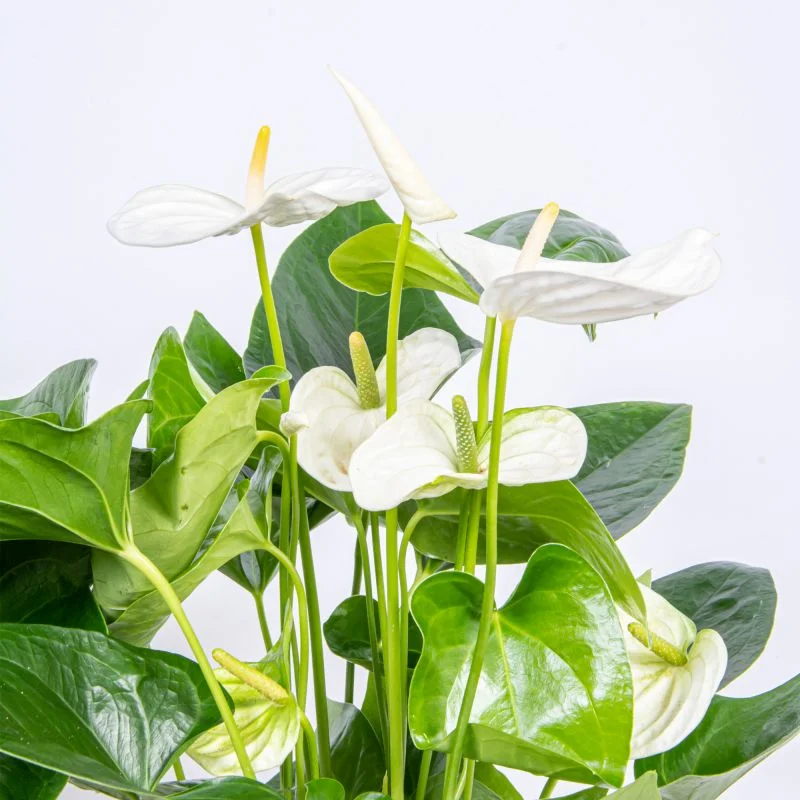 Planta cu flori Anthurium, H > 60 cm,  ghiveci 17 cm, alba