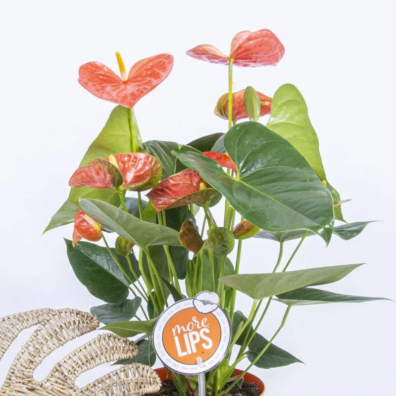 Planta cu flori Anthurium More Lips, H 46 - 60 cm,  ghiveci 17 cm, diverse  culori