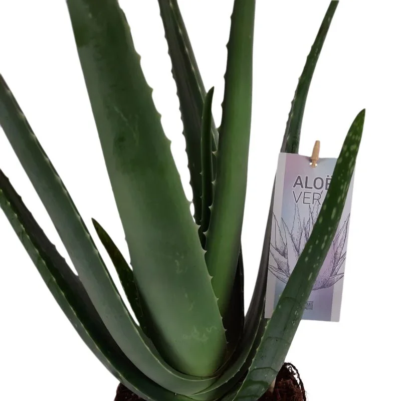 anthurium fairchild Anthurium FTG crystallinum x red crystallinum