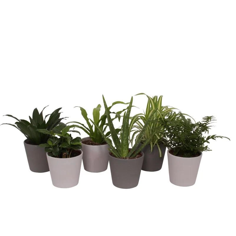Sitemapcdatahttpsmodeinf Inetcomporte Plante Casa