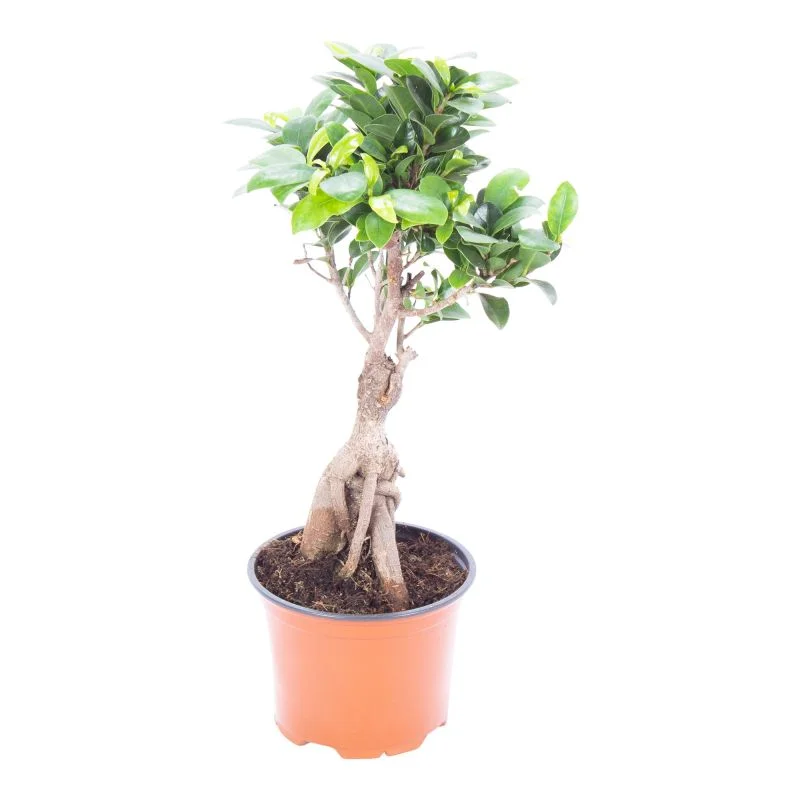 Bonsai Ficus Ginseng