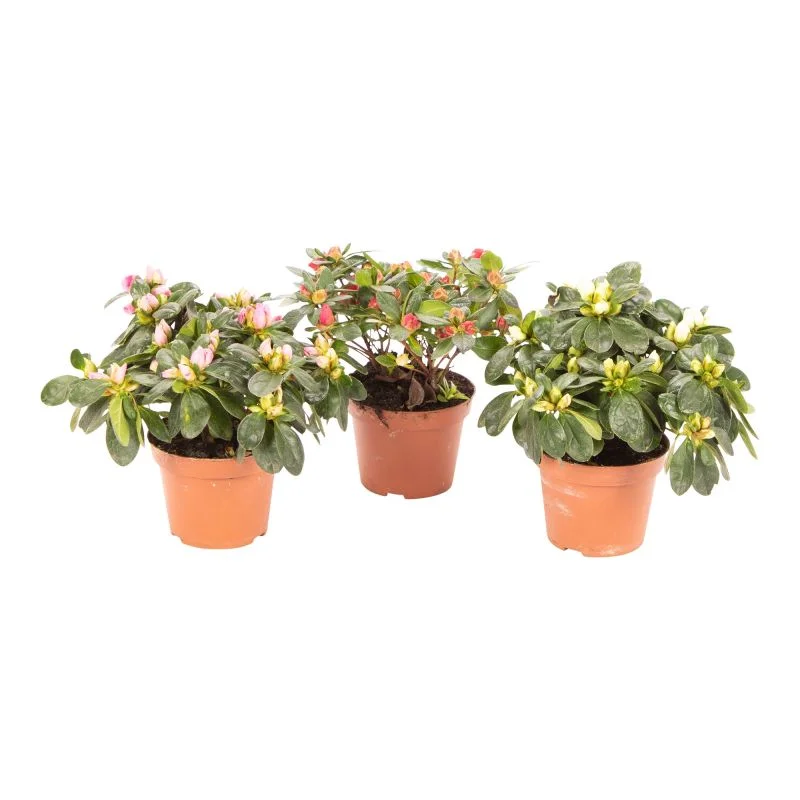 Azalea mix (Rhodendron)
