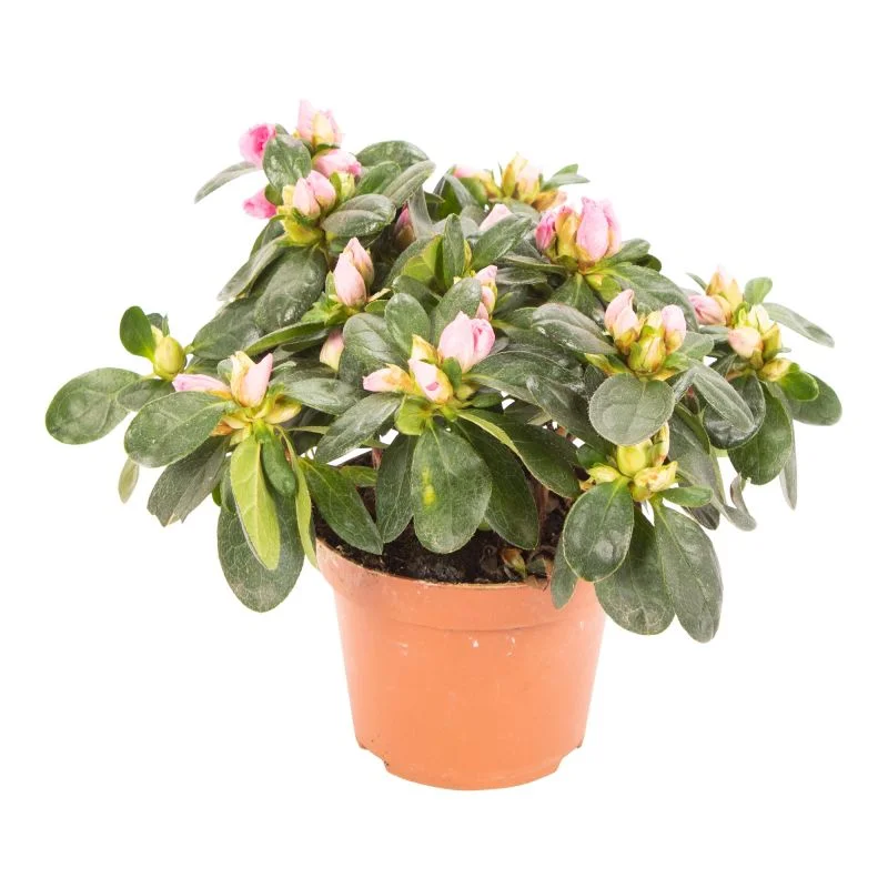 Azalea mix (Rhodendron)