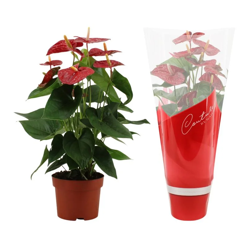 Planta cu flori Anthurium, H 46 - 60 cm,  ghiveci 17 cm, rosie