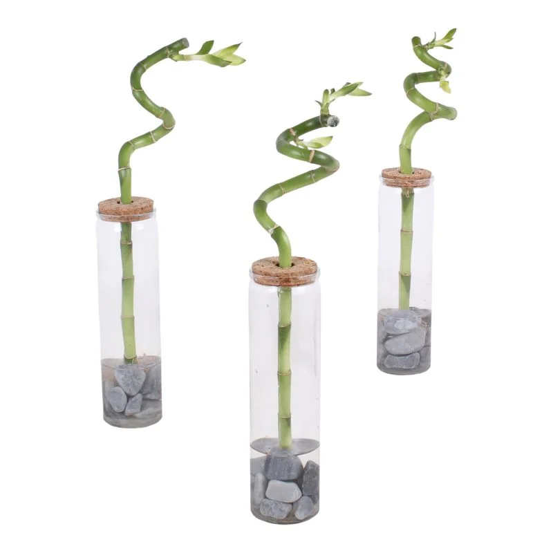 Bambus spirala, Lucky Bamboo Spiral, vaza + pietre, H 30 cm