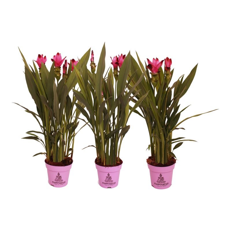 KOPHER セット Curcuma Amiee Planta cu flori Curcuma Siam Splash, H 55 cm, Ø ghiveci 14 cm