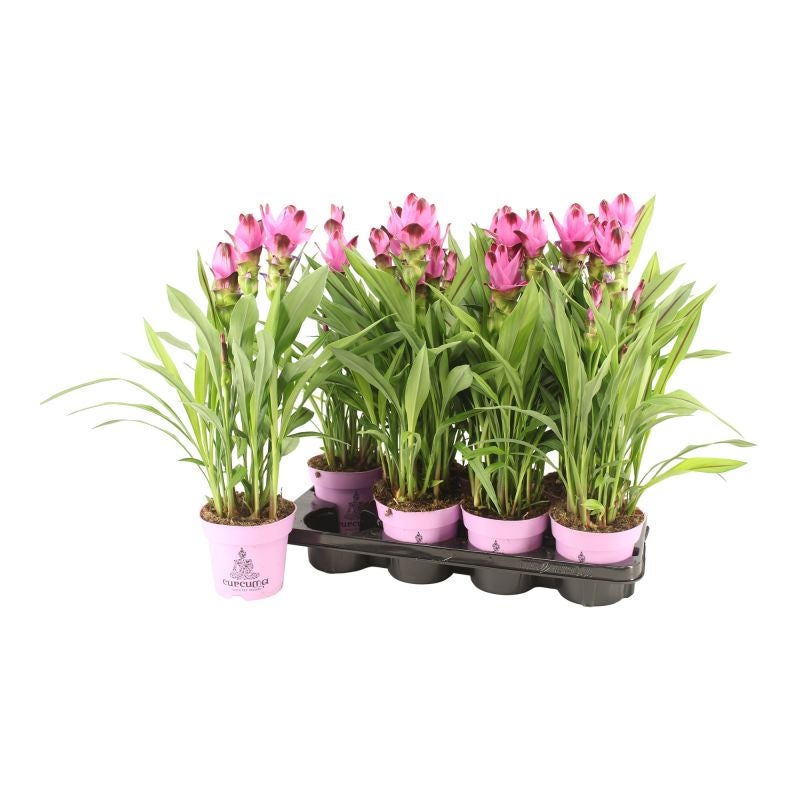 Planta cu flori Curcuma Siam Splash, H 55 cm, Ø ghiveci 14 cm