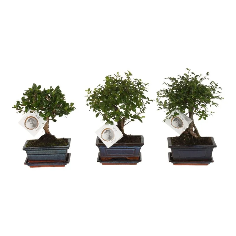 pinus nigra brepo bonsai Pinus nigra nigra | European Black Pine - Bonsai Cloud - Height main image 1