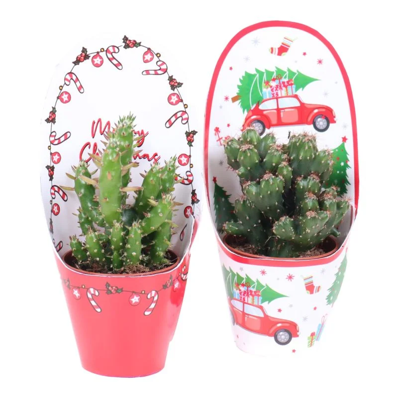 Planta verde, cactus, aranjament Craciun, H < 15 cm,  ghiveci 6 cm,  diverse modele