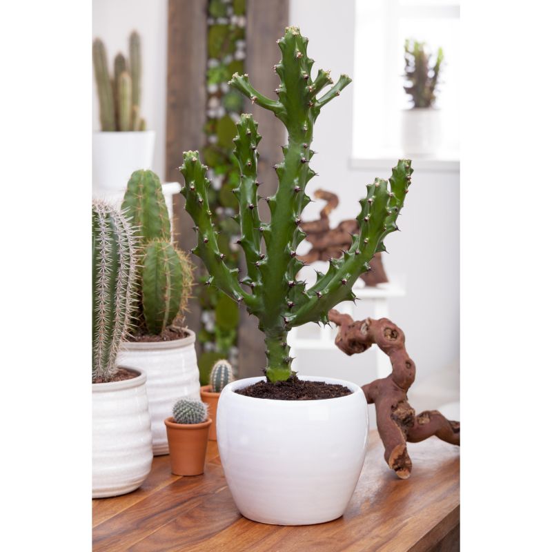 Planta verde, Cactus Mix, inaltime 31 - 45 cm, Ø ghiveci 17 cm