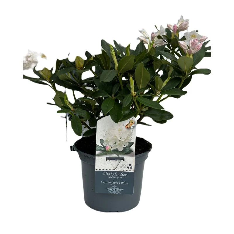 sansevieria burmanica Zeylanica Snake Plant 'Sansevieria zeylanica' 1 Gal. / Teal / With Pot main image 1
