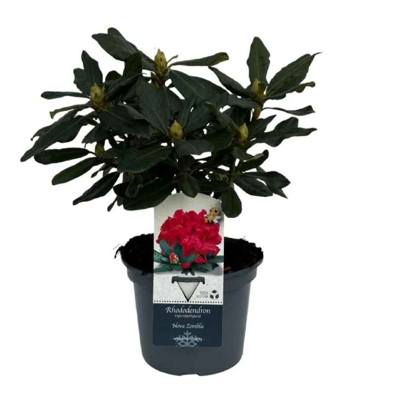 Arbust ornamental Rhododendron, crescut in ghiveci, H < 50 cm