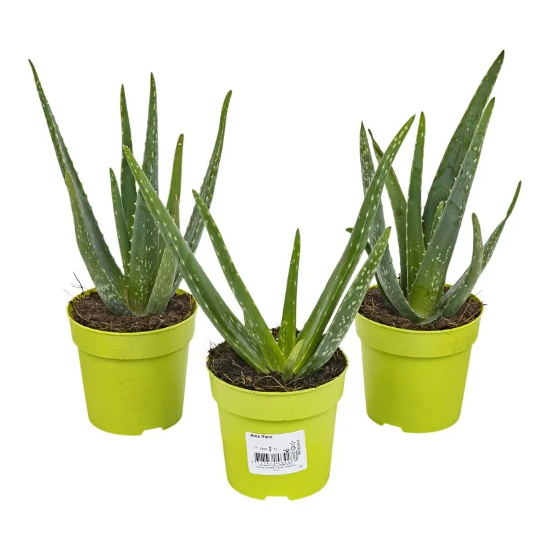 Planta verde Aloe vera, H 31 - 45 cm,  ghiveci 12 cm