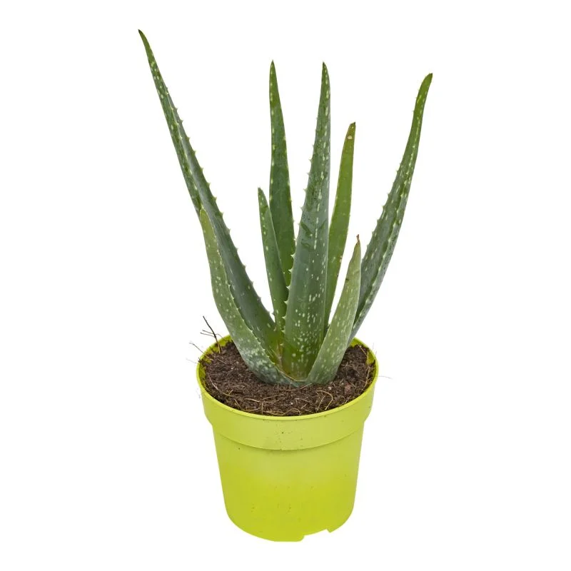 agave piante Agave Desmettiana Variegata Dwarf Century Plant main image 0