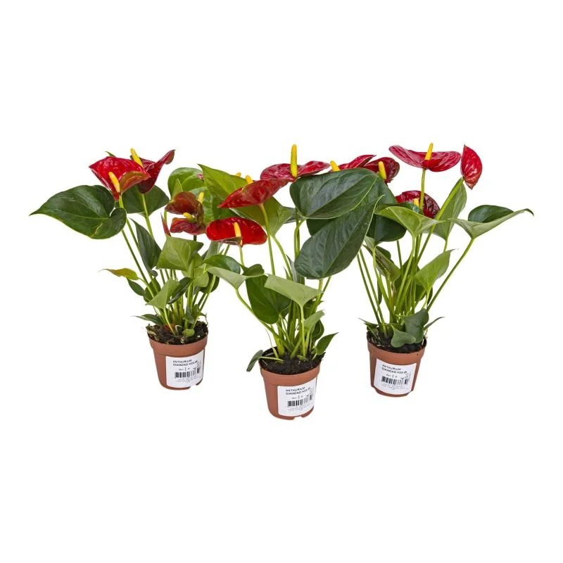 Planta cu flori Anthurium Diamond, H 16 - 30 cm,  ghiveci 7 cm, rosie