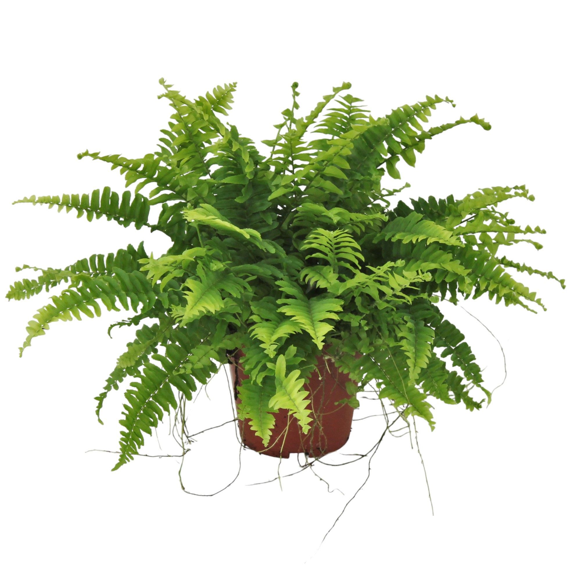 Planta verde Nephrolepis feriga, H 30 cm, Ø ghiveci 12 cm, diverse sortimente